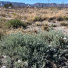 Fourwing Saltbush Atriplex canescens 100 Seeds Fourwing Saltbush Atriplex canescens 100 Seeds