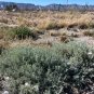 Fourwing Saltbush  Atriplex canescens  100 Seeds