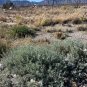 Fourwing Saltbush  Atriplex canescens  100 Seeds