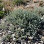 Fourwing Saltbush  Atriplex canescens  100 Seeds