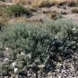 Fourwing Saltbush  Atriplex canescens  100 Seeds
