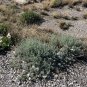 Fourwing Saltbush  Atriplex canescens  100 Seeds