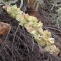 Fourwing Saltbush  Atriplex canescens  100 Seeds