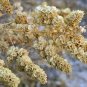 Fourwing Saltbush  Atriplex canescens  100 Seeds