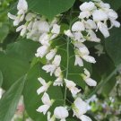 Yellowwood 20 Seeds Cladrastis kentuckea Yellowwood 20 Seeds Cladrastis kentuckea