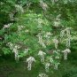 Yellowwood 20 Seeds Cladrastis kentuckea