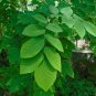 Yellowwood 20 Seeds Cladrastis kentuckea