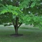 Yellowwood 20 Seeds Cladrastis kentuckea