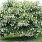 Yellowwood 20 Seeds Cladrastis kentuckea