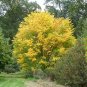 Yellowwood 20 Seeds Cladrastis kentuckea