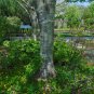 Yellowwood 20 Seeds Cladrastis kentuckea