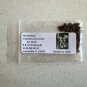 Yellowwood 20 Seeds Cladrastis kentuckea