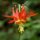 Western Columbine 100 Seeds Aquilegia formosa Western Columbine 100 Seeds Aquilegia formosa