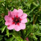 Nepal Cinquefoil 100 Seeds Potentilla nepalensis Nepal Cinquefoil 100 Seeds Potentilla nepalensis