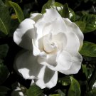 Gardenia 100 Seeds Gardenia jasminoides Gardenia 100 Seeds Gardenia jasminoides