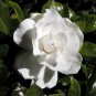 Gardenia 100 Seeds Gardenia jasminoides
