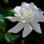 Gardenia 100 Seeds Gardenia jasminoides