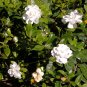 Gardenia 100 Seeds Gardenia jasminoides
