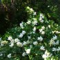 Gardenia 100 Seeds Gardenia jasminoides