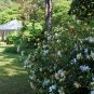 Gardenia 100 Seeds Gardenia jasminoides