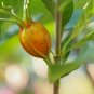 Gardenia 100 Seeds Gardenia jasminoides