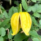 Golden Clematis Clematis tangutica 20 Seeds
