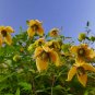 Golden Clematis Clematis tangutica 20 Seeds