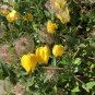 Golden Clematis Clematis tangutica 20 Seeds