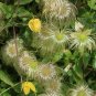 Golden Clematis Clematis tangutica 20 Seeds