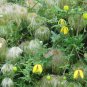 Golden Clematis Clematis tangutica 20 Seeds