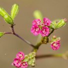 Punarnava 20 Seeds Boerhavia diffusa