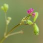 Punarnava 20 Seeds Boerhavia diffusa