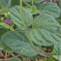 Punarnava 20 Seeds Boerhavia diffusa