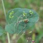 Punarnava 20 Seeds Boerhavia diffusa