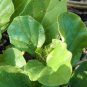 Punarnava 20 Seeds Boerhavia diffusa
