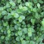 Punarnava 20 Seeds Boerhavia diffusa