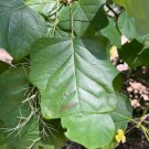 Southern Tulip Tree Liriodendron tulipifera 20 Seeds Southern Tulip Tree Liriodendron tulipifera 20 Seeds