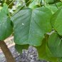 Southern Tulip Tree Liriodendron tulipifera 20 Seeds