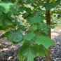 Southern Tulip Tree Liriodendron tulipifera 20 Seeds