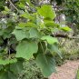 Southern Tulip Tree Liriodendron tulipifera 20 Seeds