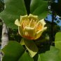 Southern Tulip Tree Liriodendron tulipifera 20 Seeds