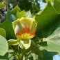 Southern Tulip Tree Liriodendron tulipifera 20 Seeds
