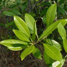 Devilwood Wild Olive Osmanthus americanus 10 Seeds Devilwood Wild Olive Osmanthus americanus 10 Seeds