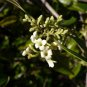 Devilwood Wild Olive Osmanthus americanus 10 Seeds