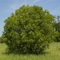 Devilwood Wild Olive Osmanthus americanus 10 Seeds