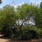 Devilwood Wild Olive Osmanthus americanus 10 Seeds