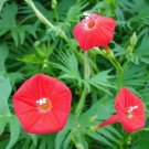 Cardinal Climber 100 Seeds Ipomoea x multifida Cardinal Climber 100 Seeds Ipomoea x multifida