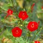 Cardinal Climber 100 Seeds Ipomoea x multifida