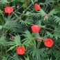 Cardinal Climber 100 Seeds Ipomoea x multifida