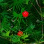 Cardinal Climber 100 Seeds Ipomoea x multifida